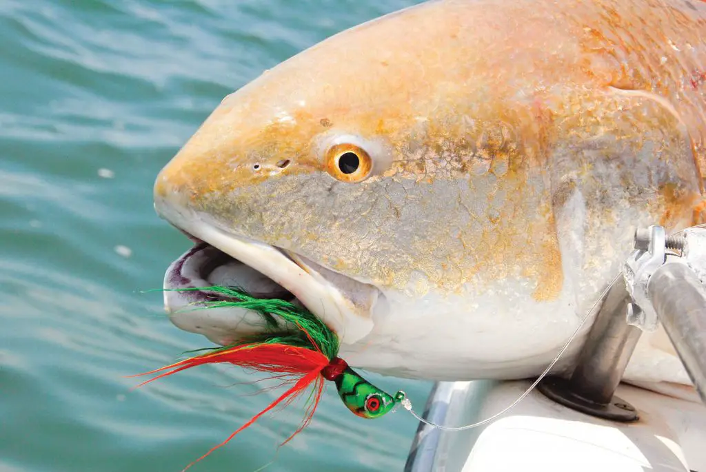 bait for redfish