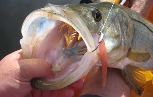 fishing-line-for-snook