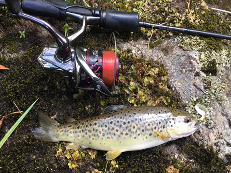 spinning-rod-trout