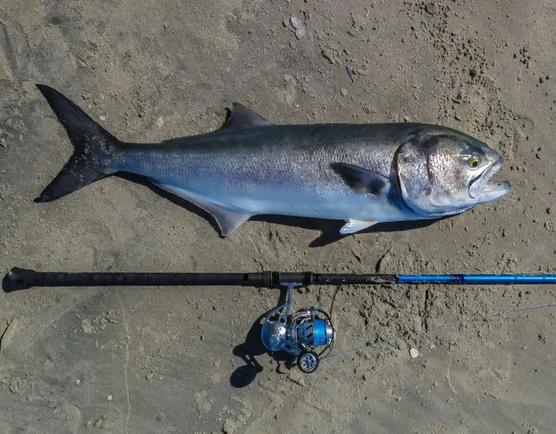 Rod For BlueFish
