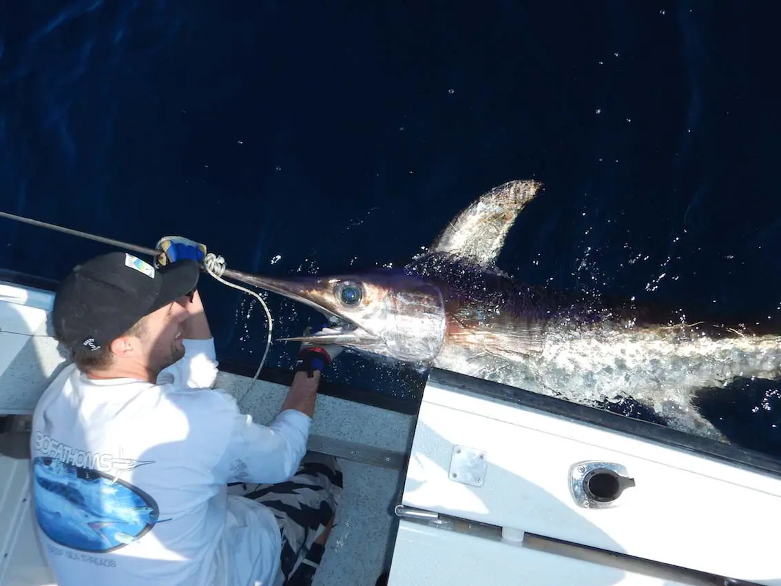 how-to-catch-swordfish