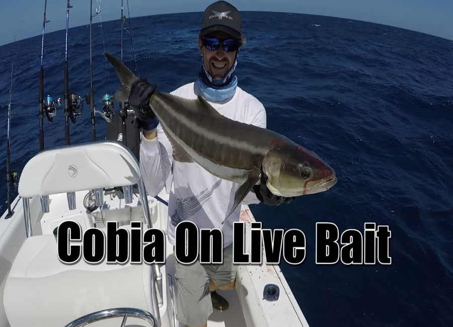 Cobia on live bait