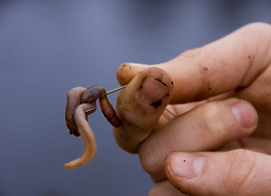 Hand-holding-worm-bunched-on-a-fishing-hook.