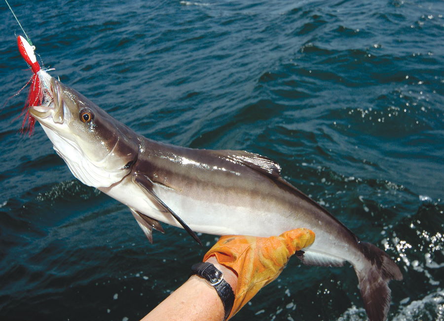 Perfect Bait For Cobia