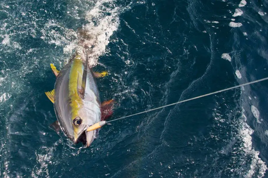 Yellowfin Tuna fishing line