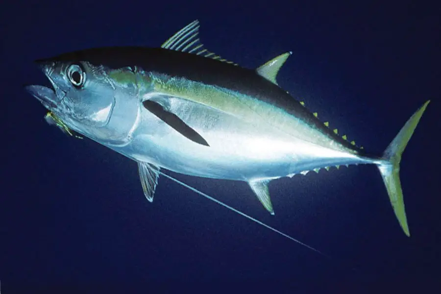 best-tuna-line
