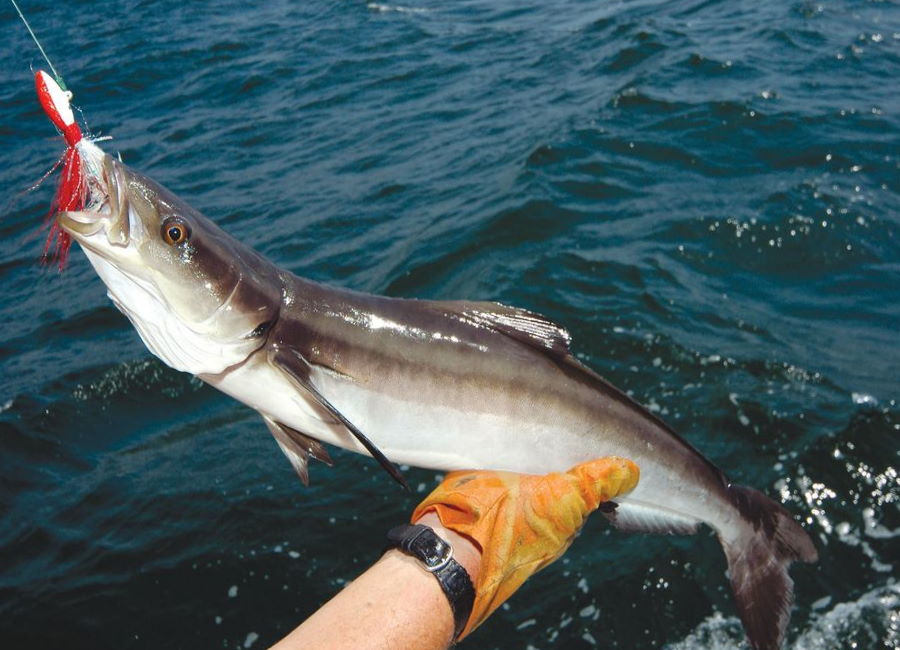 fishing bait for cobia