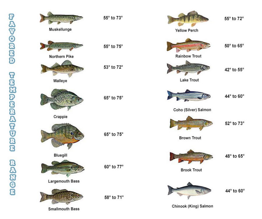 The Right Water Temperature For Fishing