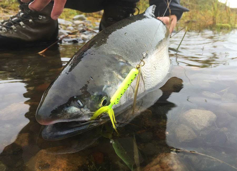 Coho Salmon Fishing Lures