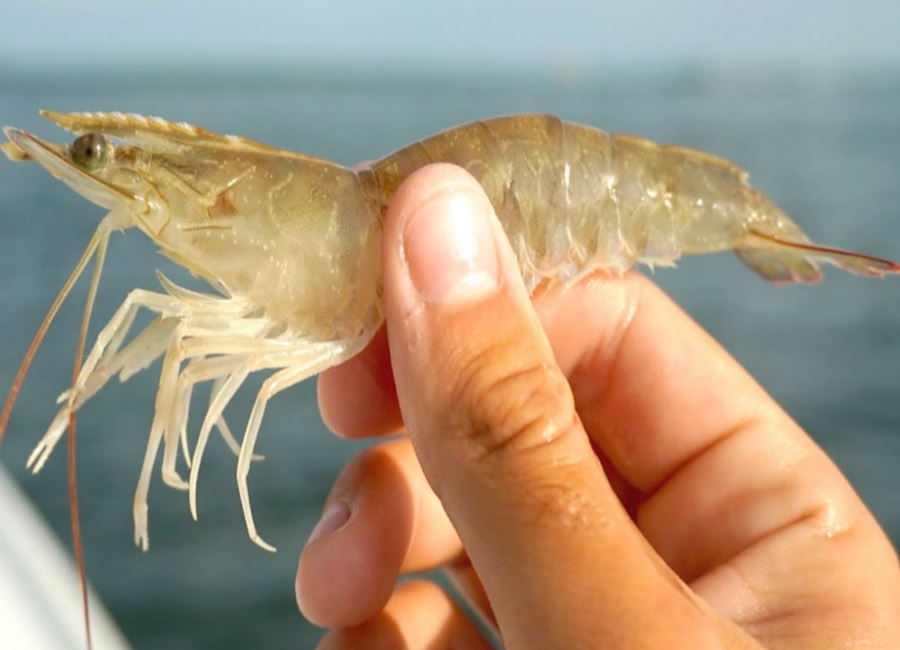 live shrimp for tripletail