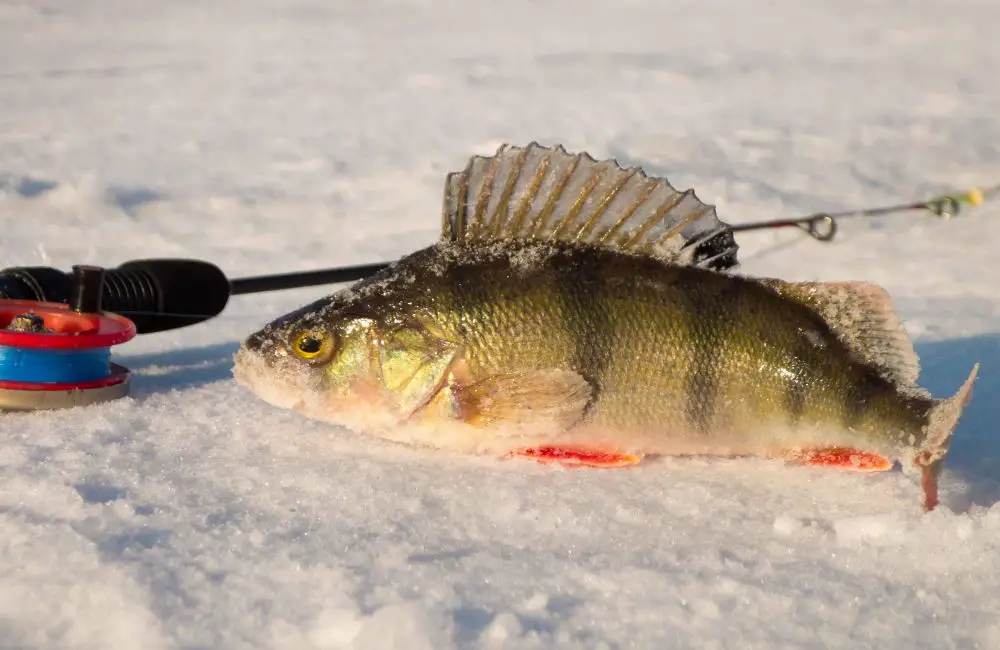 Bait For Yellow Perch