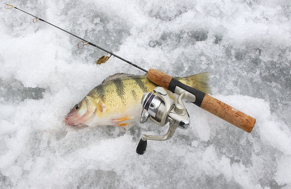Fishing Reel For Catch Yellow Perch