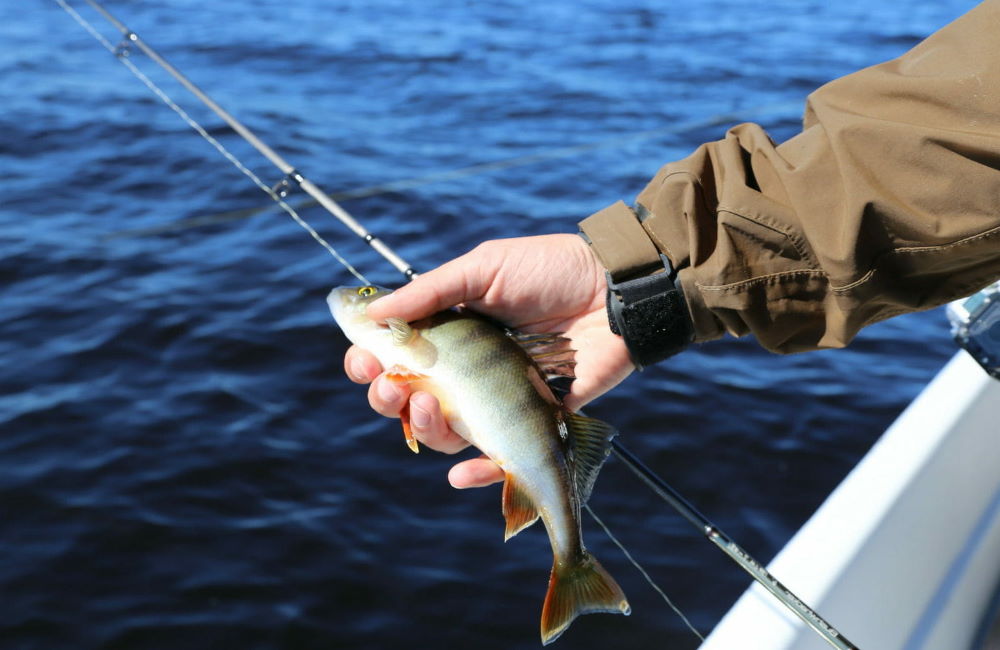 fishing rod for yellow perch