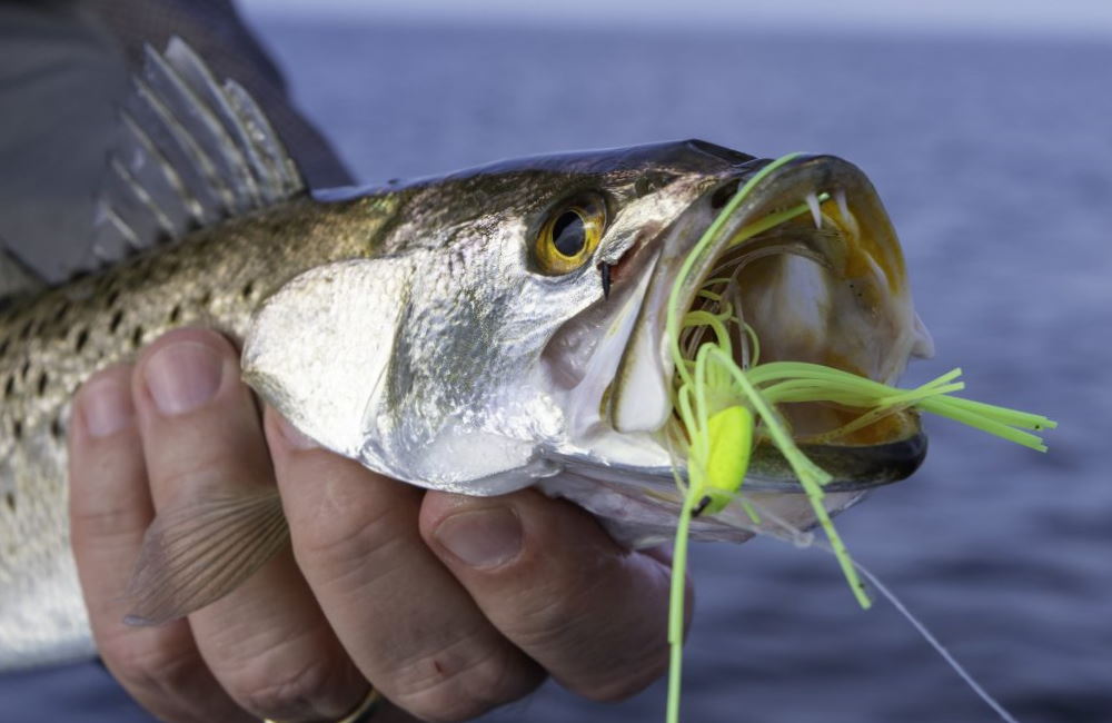 Lures For Speckled Trout